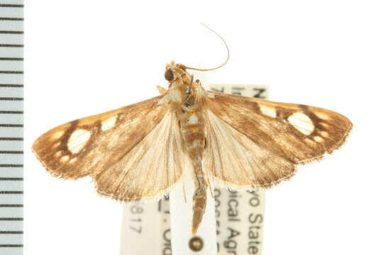 <i>Chalcidoptera contaria</i> resmi