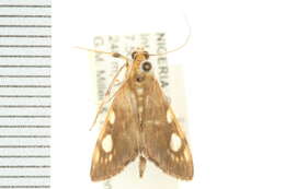 <i>Chalcidoptera contaria</i> resmi