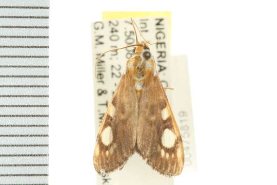 <i>Chalcidoptera contaria</i> resmi