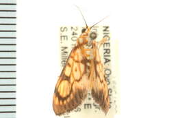 <i>Chalcidoptera contaria</i> resmi