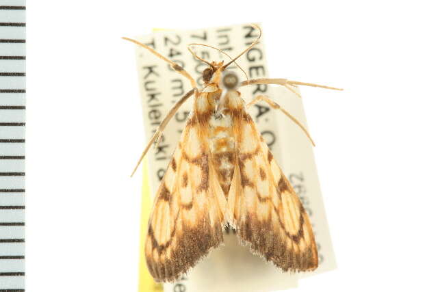 <i>Chalcidoptera contaria</i> resmi