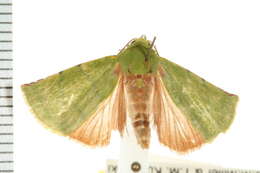 Image of Lophocrama phoennicochlora