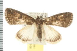 Imagem de Proconis abrostoloides Hampson 1902