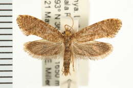 Image of Eriocottidae