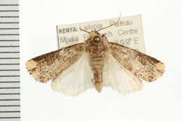 Image of <i>Axylia cinerosa</i>