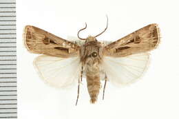 Image of Agrotis biconica Kollar 1844