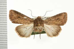 Image of <i>Mythimna combinata</i>