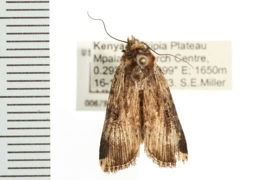 صورة <i>Axylia strigibasis</i>