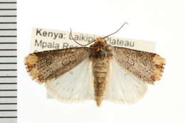 Image of <i>Axylia cinerosa</i>