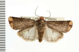 Image of <i>Axylia cinerosa</i>