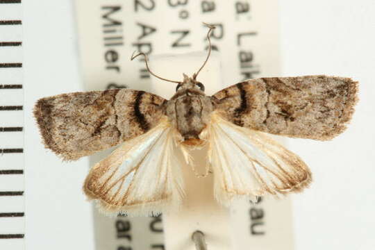 Image of <i>Garella nilotica</i>