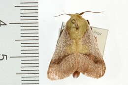 Image of Latoia albicosta Hampson 1910