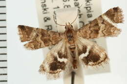 Image of Eublemma leucozona Hampson 1910