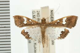 Image of Moth