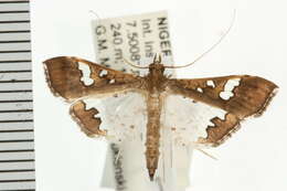 Image of Moth