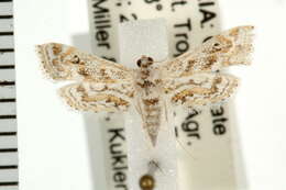 Image of Small Leafcutter Moth