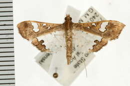 Image of Moth