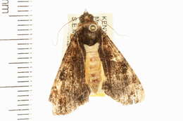 Image of Ulotrichopus primulina Hampson 1902