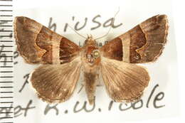 <i>Euphiusa hermania</i>的圖片