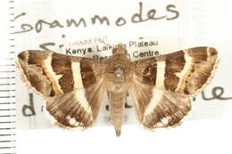 Grammodes stolida Fabricius 1775的圖片