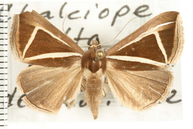 صورة Chalciope delta Boisduval 1833