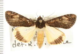 Image of Ulotrichopus primulina Hampson 1902