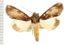Image of Ulotrichopus primulina Hampson 1902