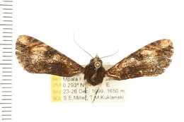 Image of Ulotrichopus primulina Hampson 1902