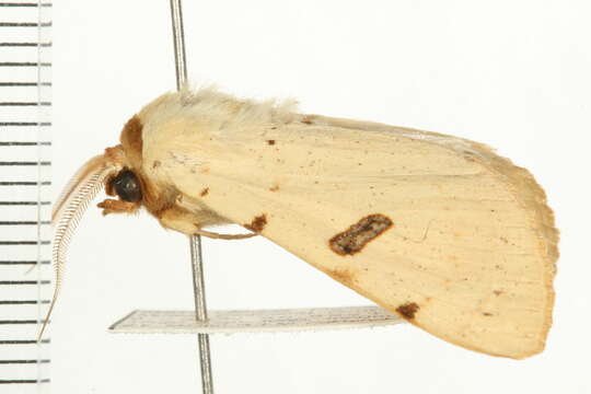 Image of Marginal Drab