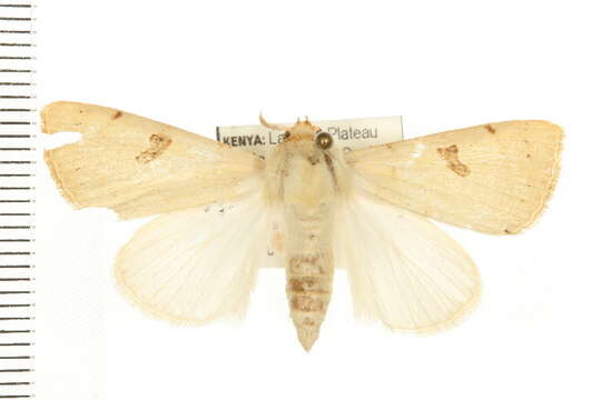 Image of Marginal Drab