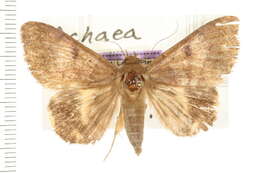 صورة Achaea catocaloides Guenée 1852