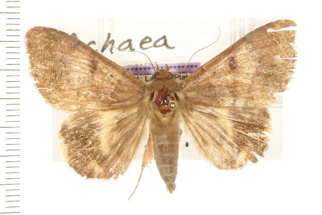 صورة Achaea catocaloides Guenée 1852