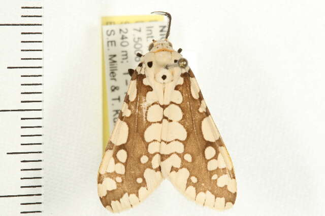 صورة Afrowatsonius marginalis (Walker 1855)