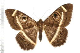 Image of Cyligramma latona Cramer 1779