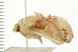 Слика од Odontocheilopteryx myxa Wallengren 1860