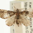 Image of Eupithecia orbaria Swinhoe 1904