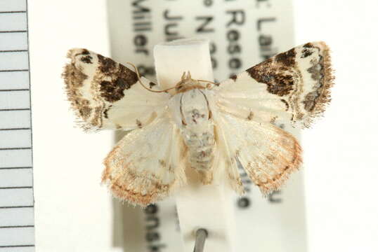 صورة Eublemma ecthaemata Hampson 1896