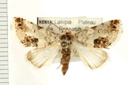 Image of Acontia opalinoides Guenée 1852