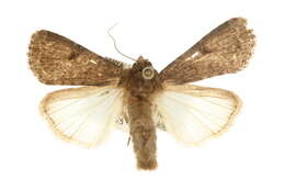 Spodoptera triturata Walker 1856 resmi