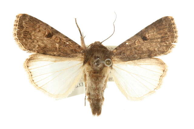 Spodoptera triturata Walker 1856 resmi