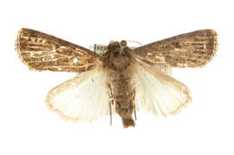 Spodoptera triturata Walker 1856 resmi