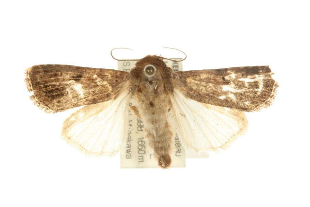 Spodoptera triturata Walker 1856 resmi