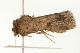 Spodoptera triturata Walker 1856 resmi