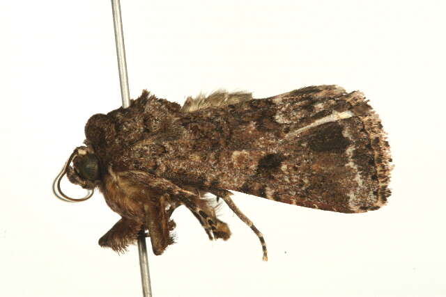 Spodoptera triturata Walker 1856 resmi