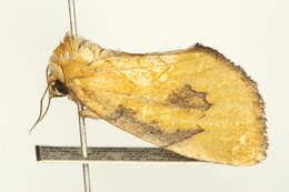 Image of Ectolopha viridescens Hampson 1902