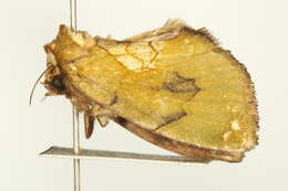 Ectolopha viridescens Hampson 1902 resmi