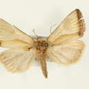 Ectolopha marginata Hampson 1910 resmi