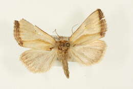 صورة Ectolopha marginata Hampson 1910