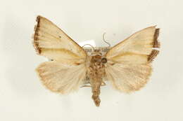 صورة Ectolopha marginata Hampson 1910