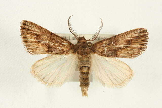 Image of Matopo actinophora Hampson 1909